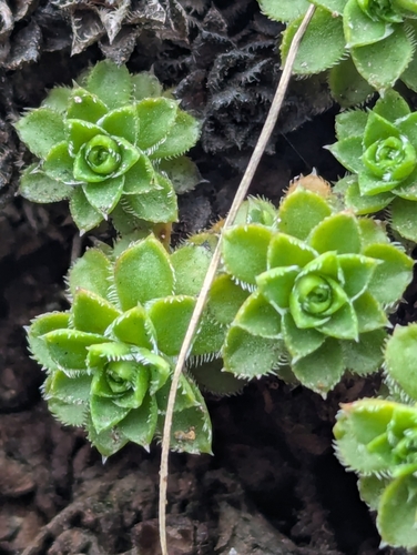 Saxifraga vespertina, photograph 1