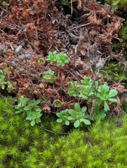 Saxifraga vespertina, photograph David Anderson, CC BY, iNaturalist via GBIF