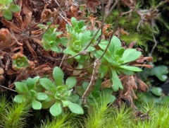 Saxifraga vespertina, photograph David Anderson, CC BY, iNaturalist via GBIF