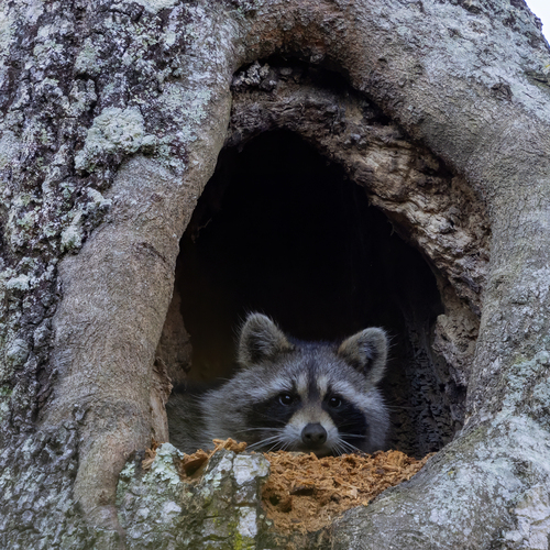 Common Raccoon photographed in Georgia