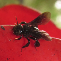 Trigona corvina