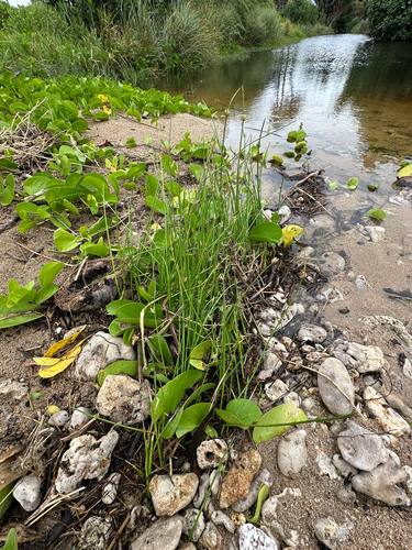 Cyperus laevigatus observed 2026-02-06