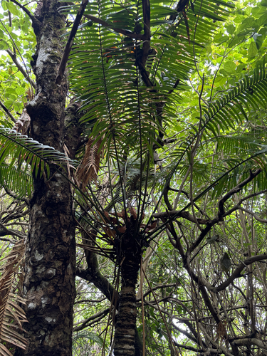 Micronesian Cycad (Cycas micronesica)