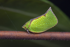Salurnis marginella