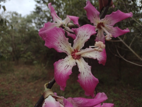 Ceiba speciosa
