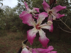 Ceiba speciosa