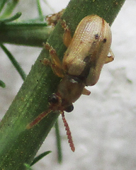 Crioceris