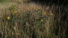 Crotalaria micans