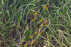 Parupeneus barberinoides