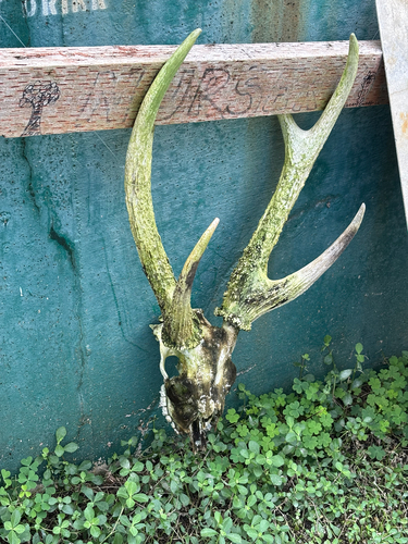 Philippine Deer