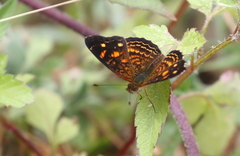 Anthanassa acesas