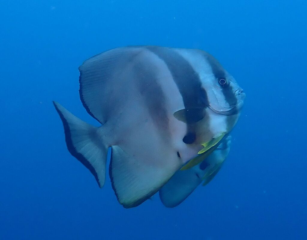 Longfin Batfish (Platax teira)