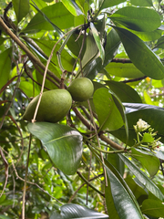 Ochrosia oppositifolia, photograph (c) Gabriel, some rights reserved (CC BY)