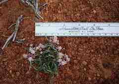 Asclepias uncialis