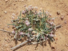 Asclepias uncialis
