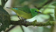 Chlorophonia cyanea