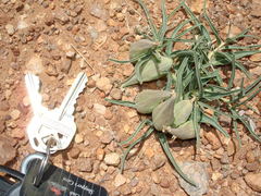 Asclepias uncialis