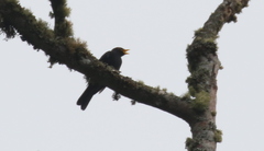 Turdus flavipes