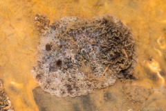 Carminodoris