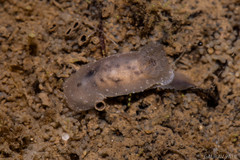 Hallaxa albopunctata