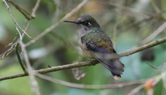 Anthocephala floriceps