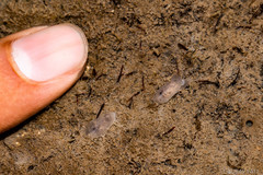 Hallaxa albopunctata