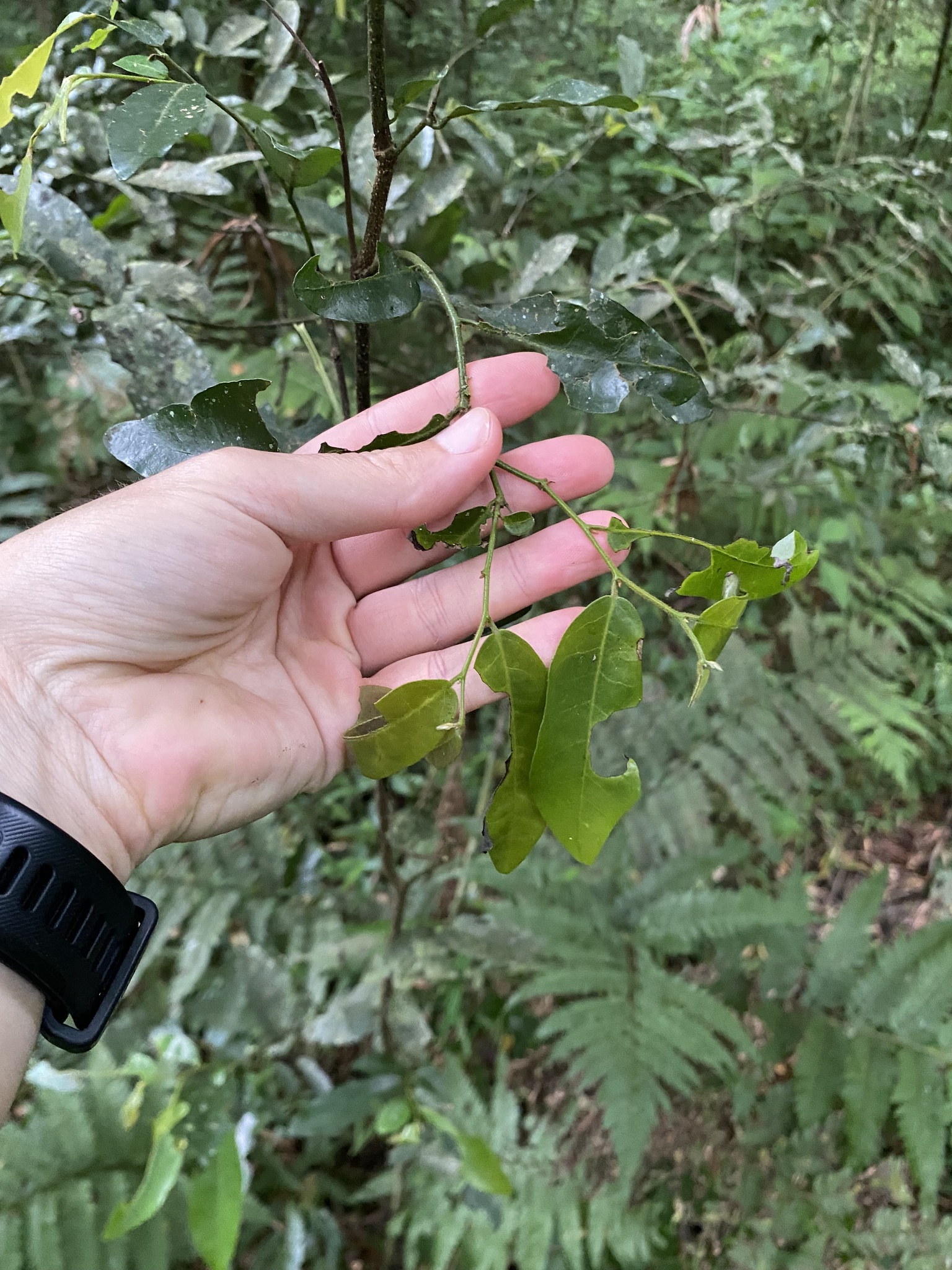 Dwaba-Berry (Monanthotaxis afra)