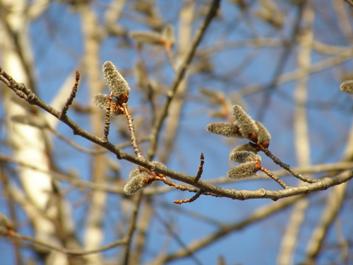 Paprastoji drebulė nuotrauka