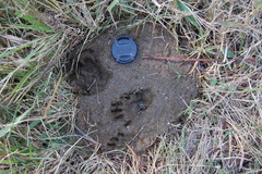 Galictis cuja