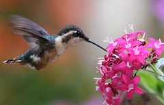 Chaetocercus astreans