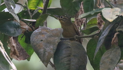 Anabacerthia striaticollis