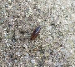 Chaetophiloscia hastata