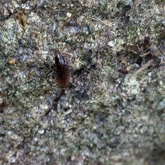 Chaetophiloscia hastata
