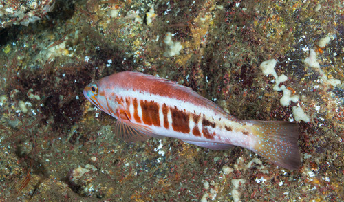 Blacktail comber (Serranus atricauda) — Serranidae