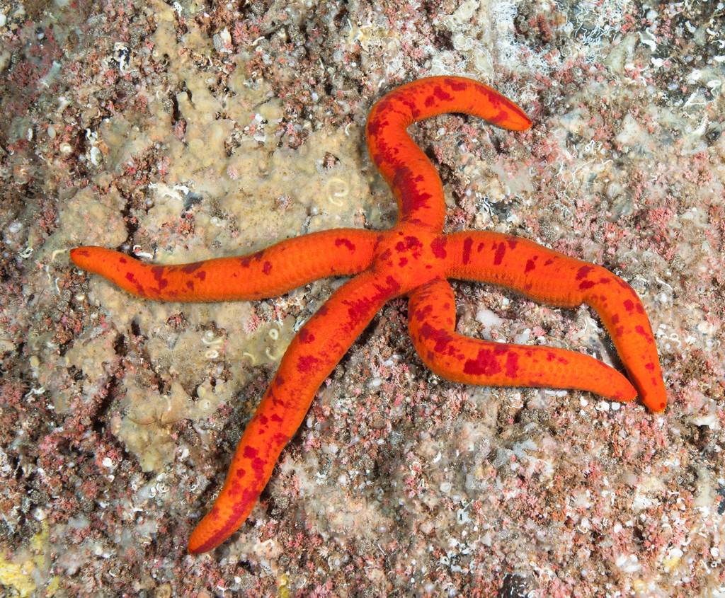 Ophidiaster