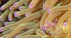 Ancylomenes sarasvati