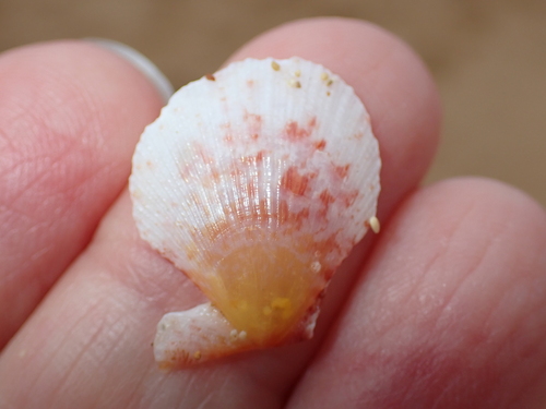 Laevichlamys cuneata observed 2026-02-06