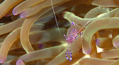 Ancylomenes sarasvati