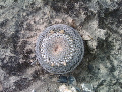 Mammillaria chionocephala