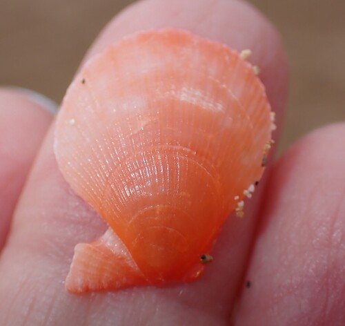 Laevichlamys cuneata observed 2026-02-06