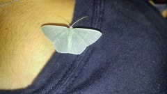 Thalassodes chloropis