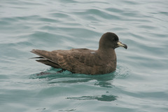 Procellaria westlandica