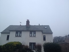 Chroicocephalus ridibundus