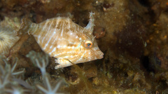 Acreichthys radiatus