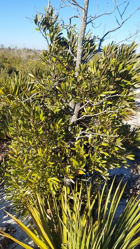 Silk Bay (Tamala humilis)