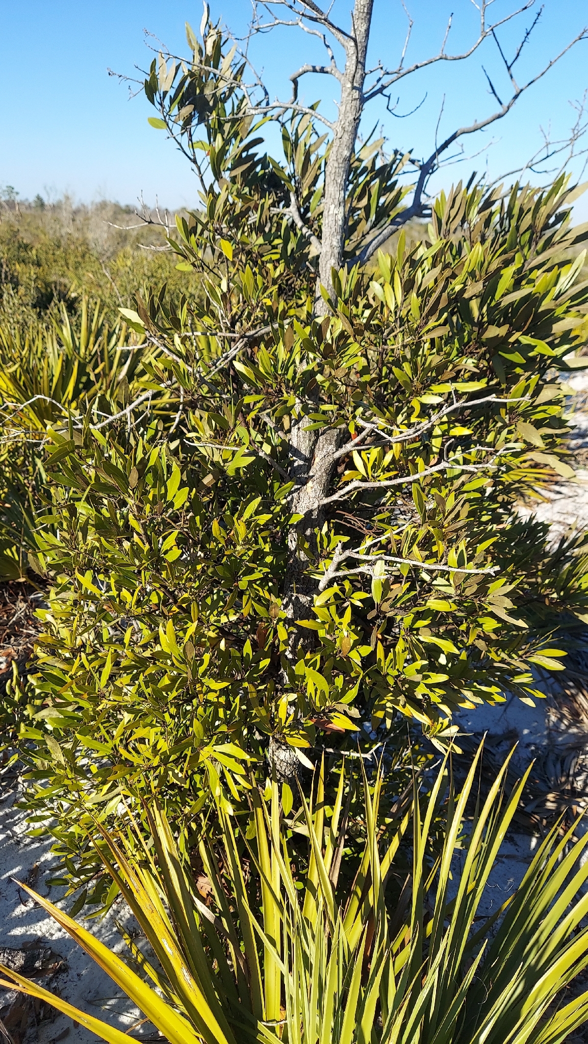Silk Bay (Tamala humilis)
