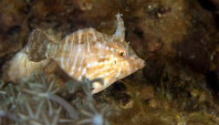 Acreichthys radiatus