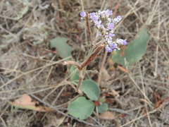 Limonium sareptanum
