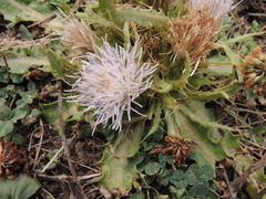 Cirsium acaule esculentum