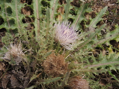 Cirsium acaule esculentum